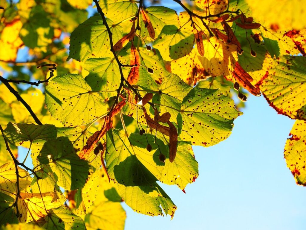 lime tree care