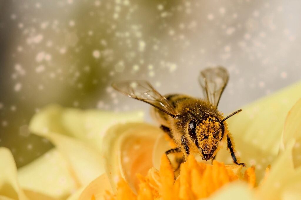 local flora for pollinators