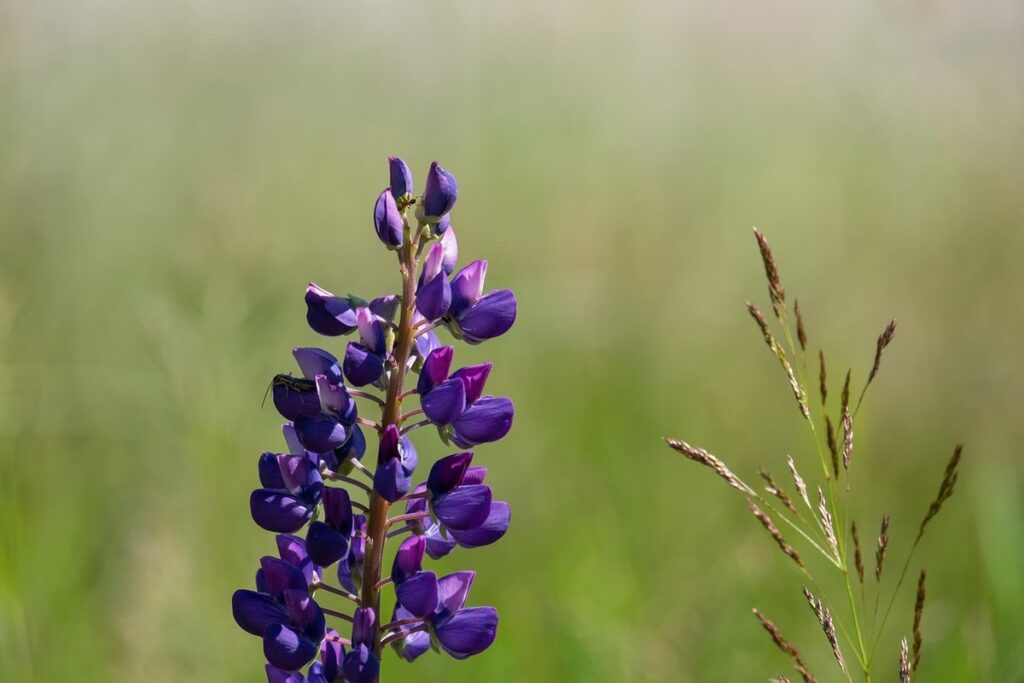 how long do lupins flower