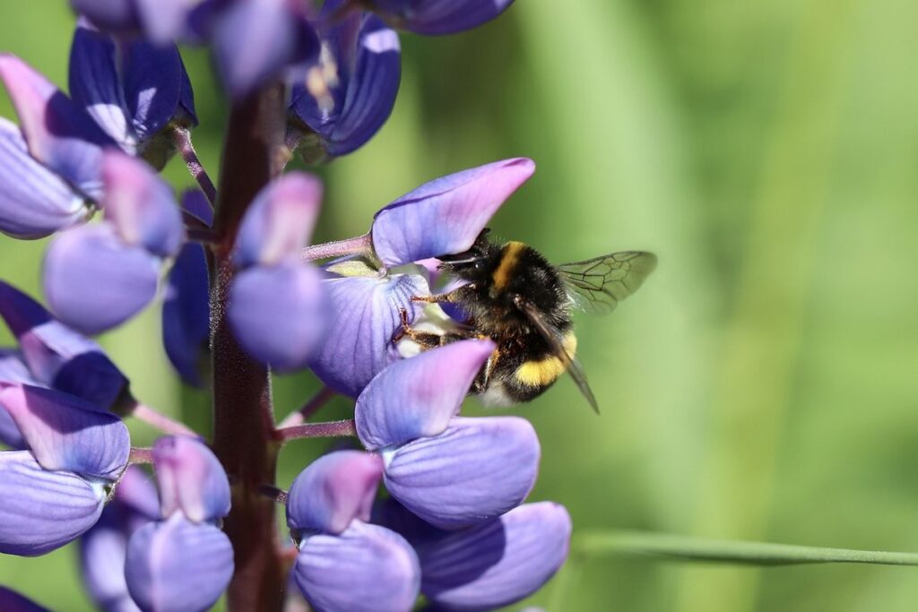 are lupine perennial