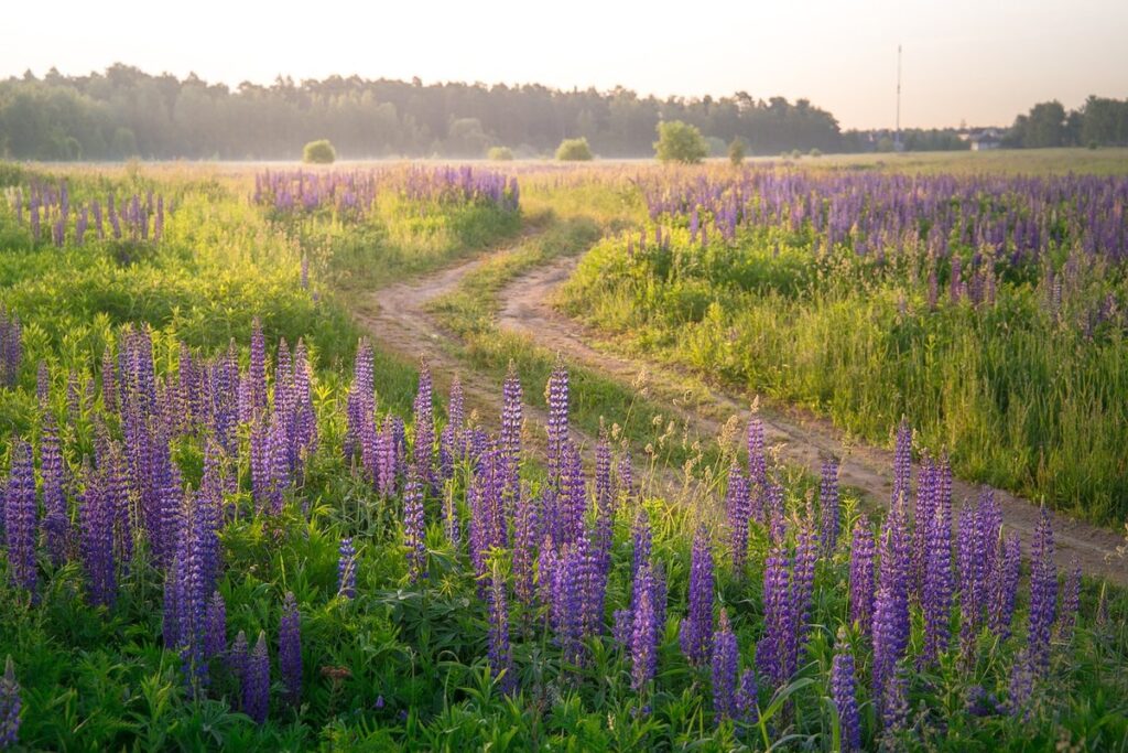 where to plant lupine plants