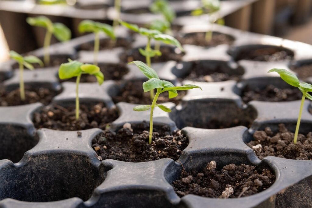 do lupines self seed
