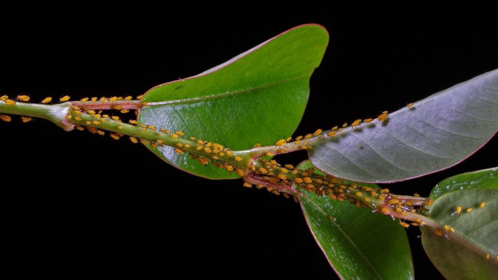 managing aphid infestations