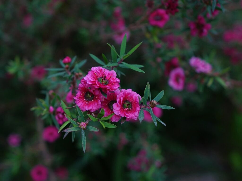 manuka plant