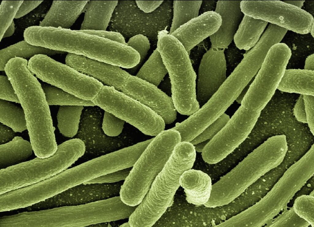 common plant diseases and how to treat them