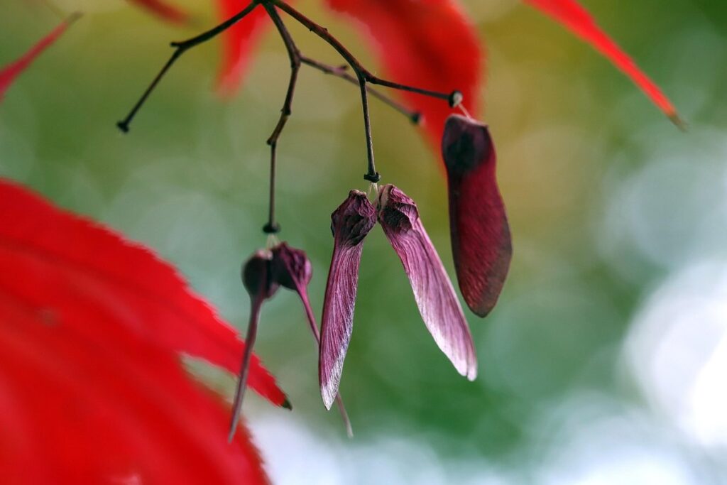 maple tree