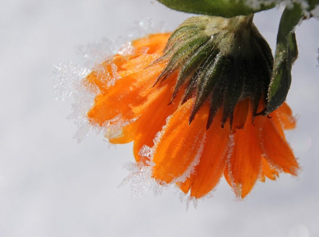 marigold benefits for chickens