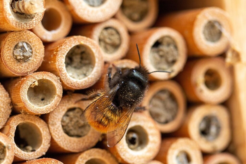 mason bee life cycle