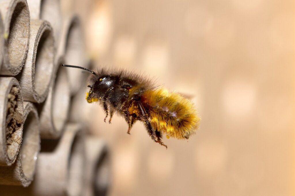 mason bees