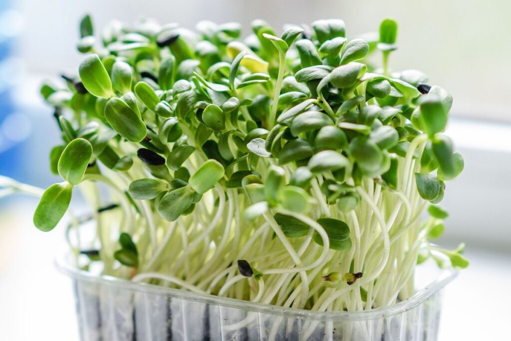 Microgreen gardening