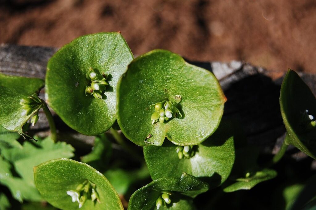 miner's lettuce