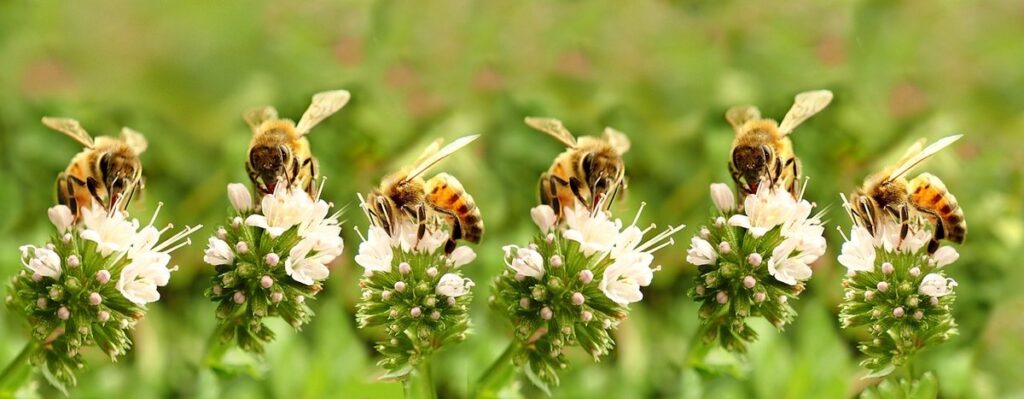 mint and bees