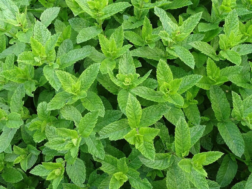 how to grow mint from cuttings