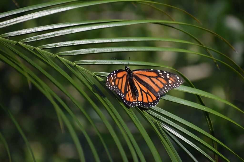 Monarch butterfly garden