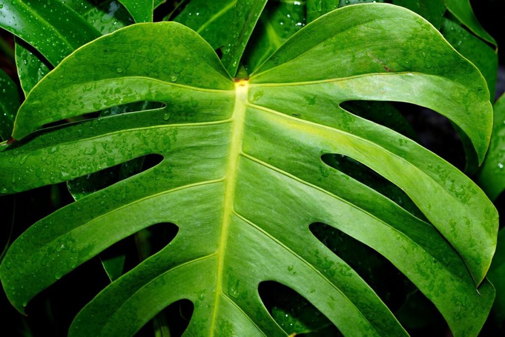 monstera deliciosa care