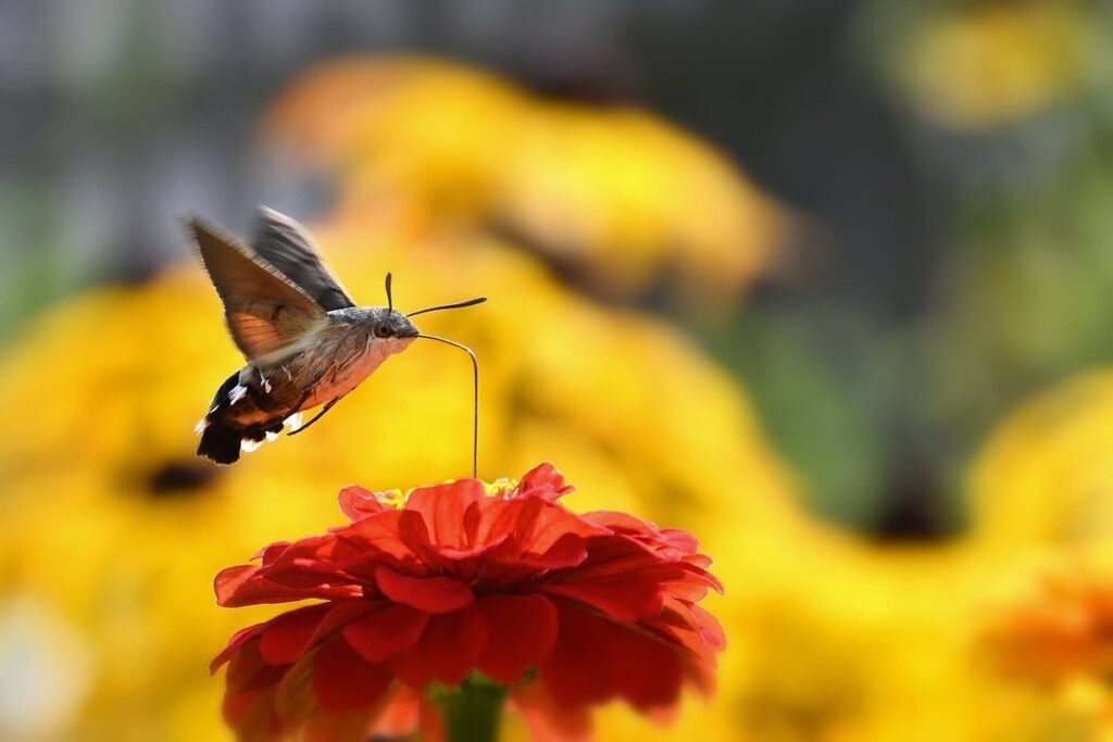 do moths eat plants in gardens