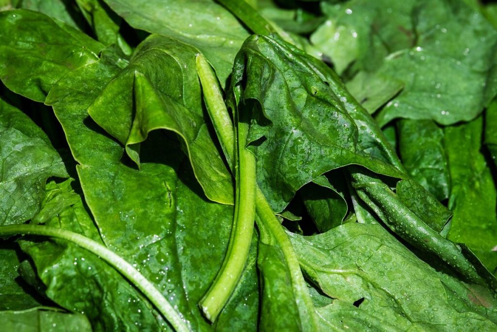 mountain spinach