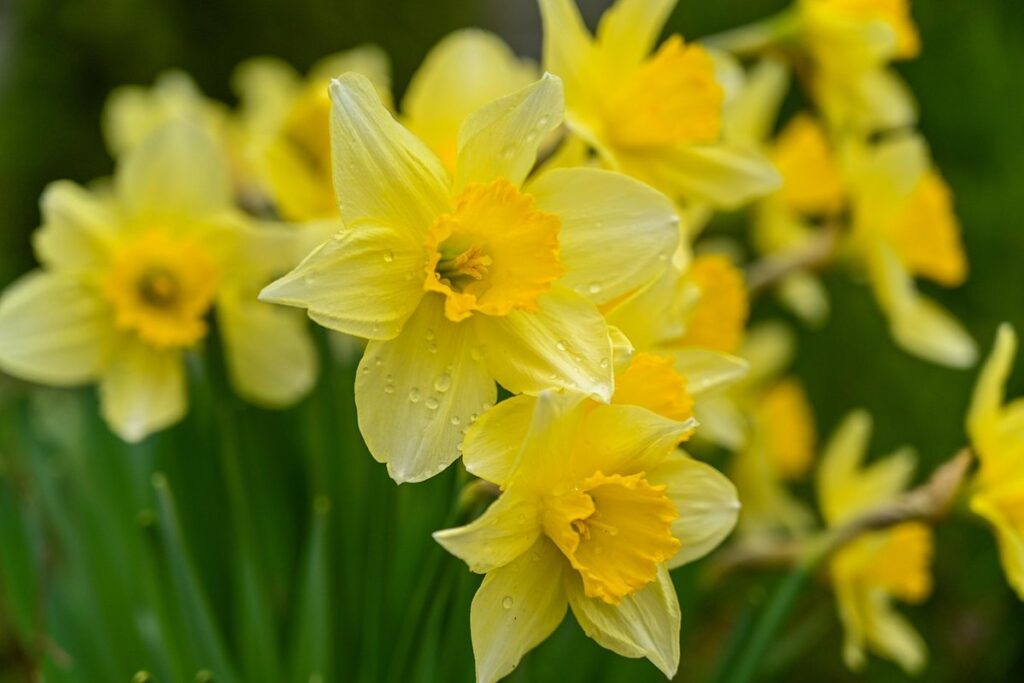 narcissus flower