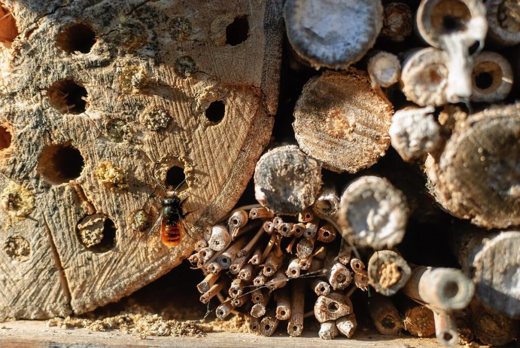 native bee houses