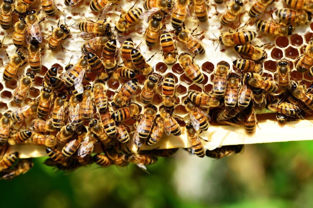 natural beeswax