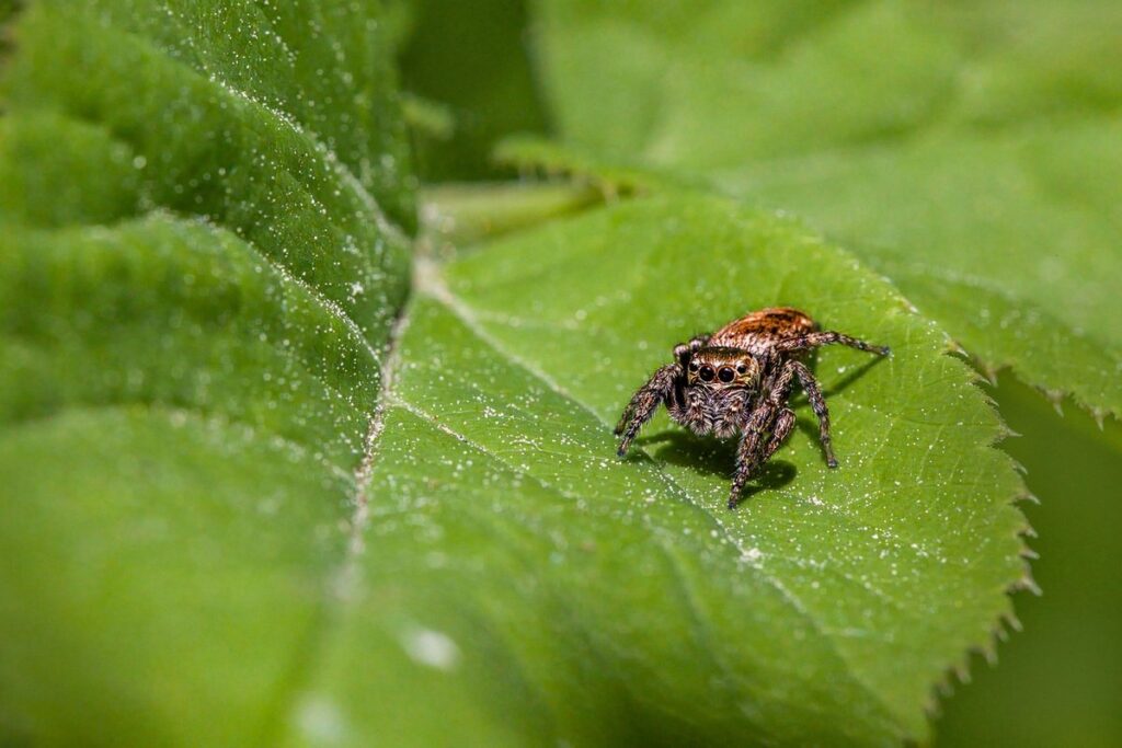 natural pest control using companion planting
