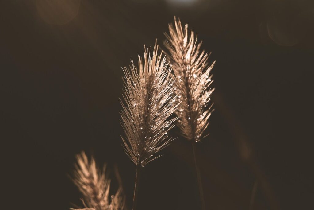 natural weed control methods for gardens