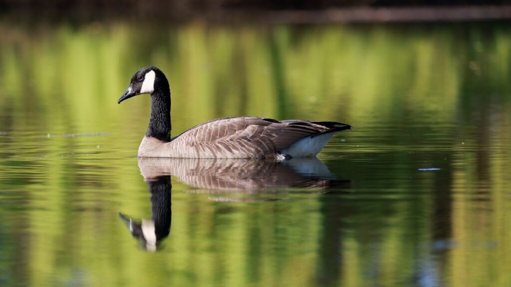 nature pond