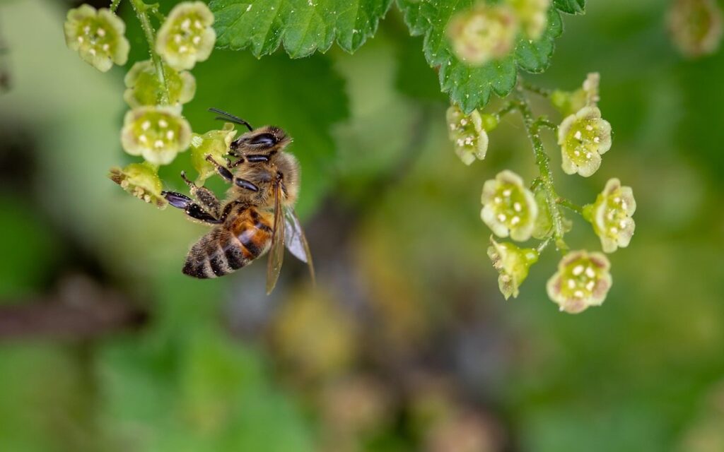 nectar sources for honeybees