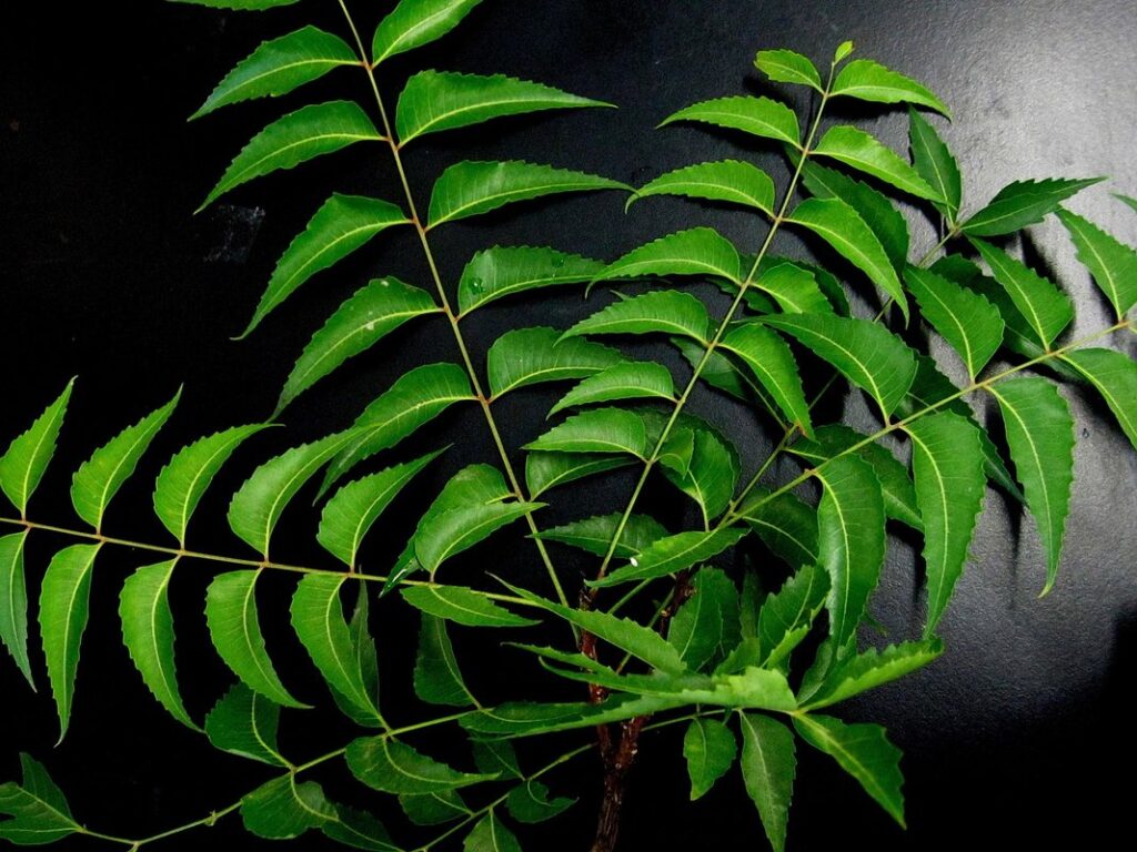 how to mix neem oil for plants