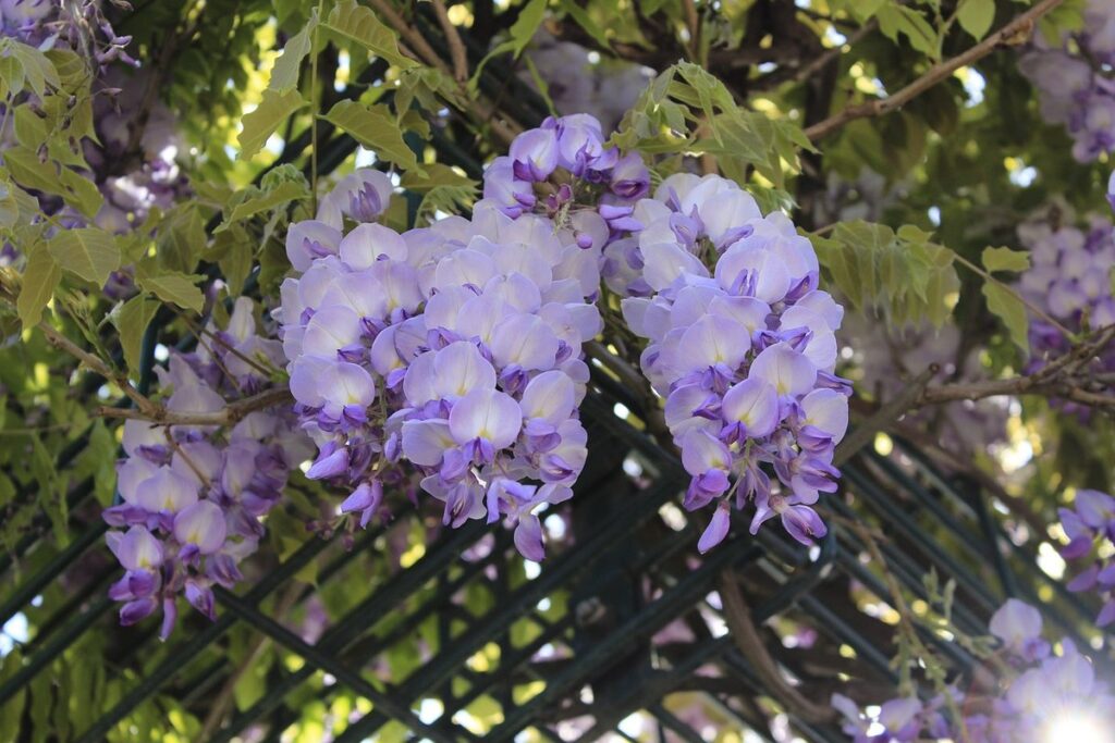 nitrogen fixer plants