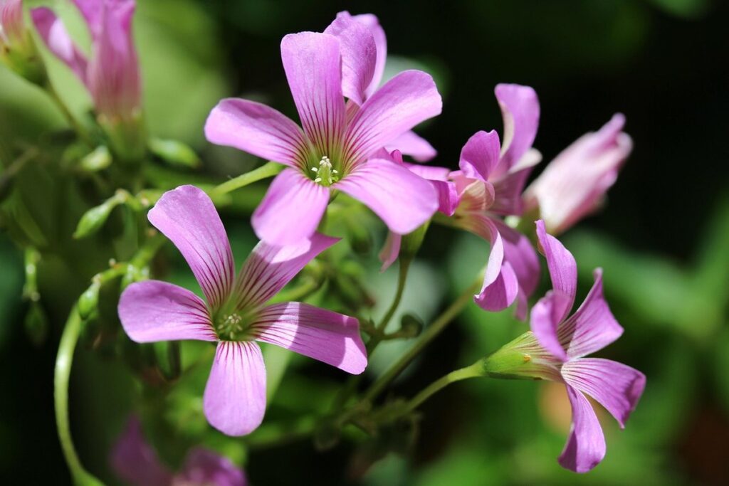 best nitrogen fixing plants