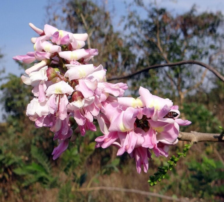 nitrogen fixing tree