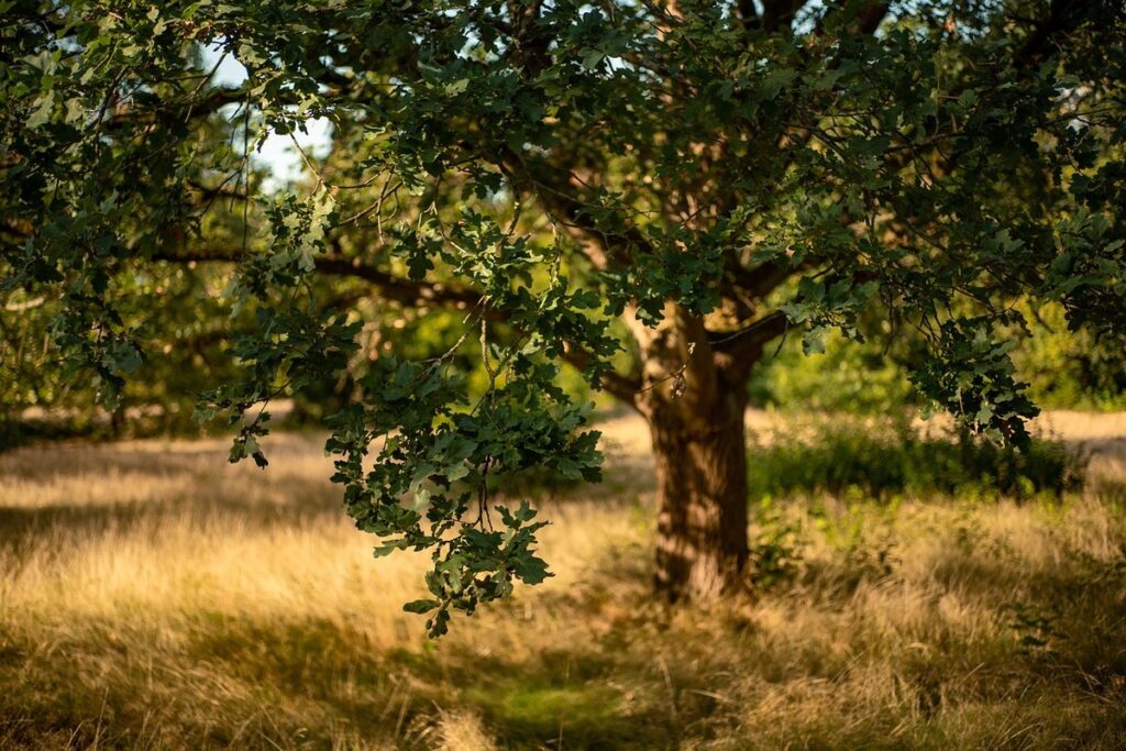 oak tree