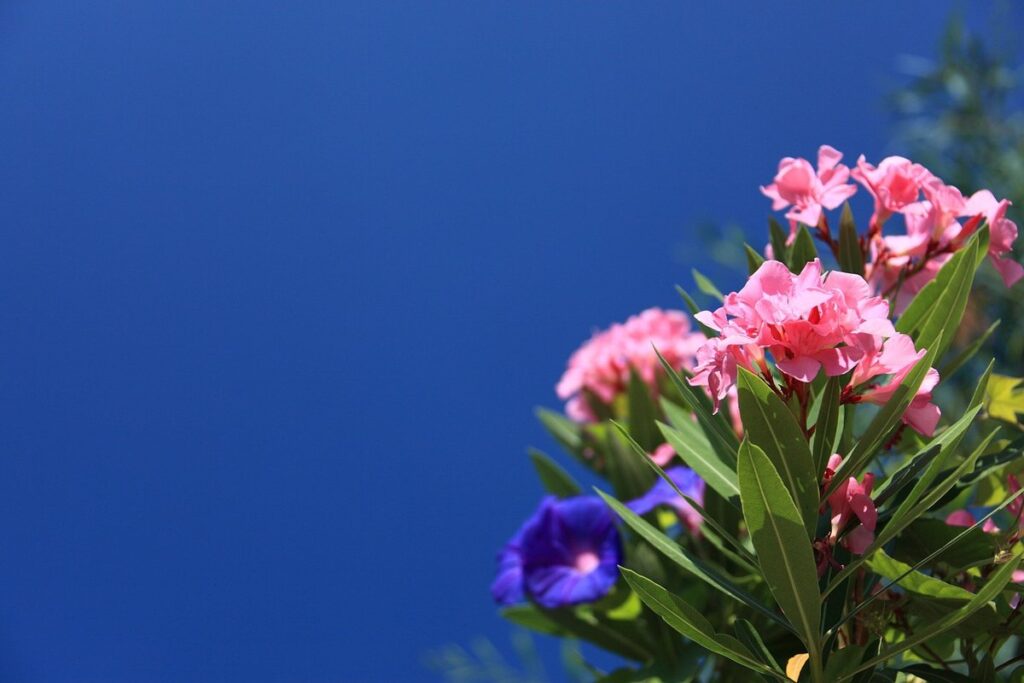 oleander plant