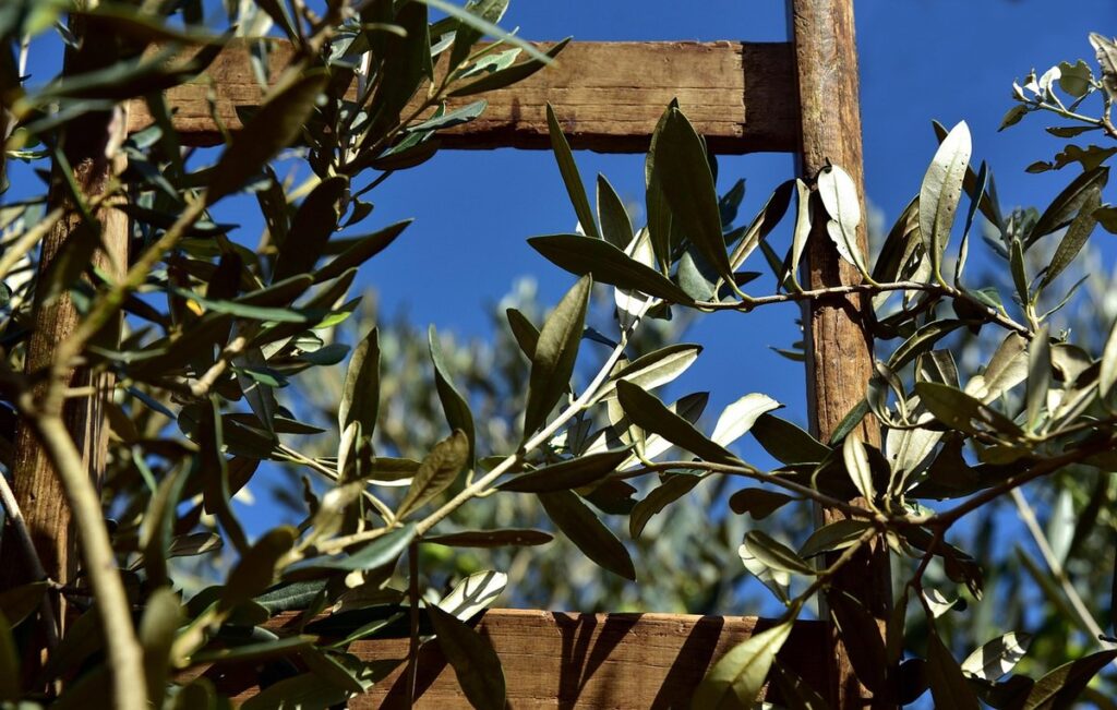 olive tree