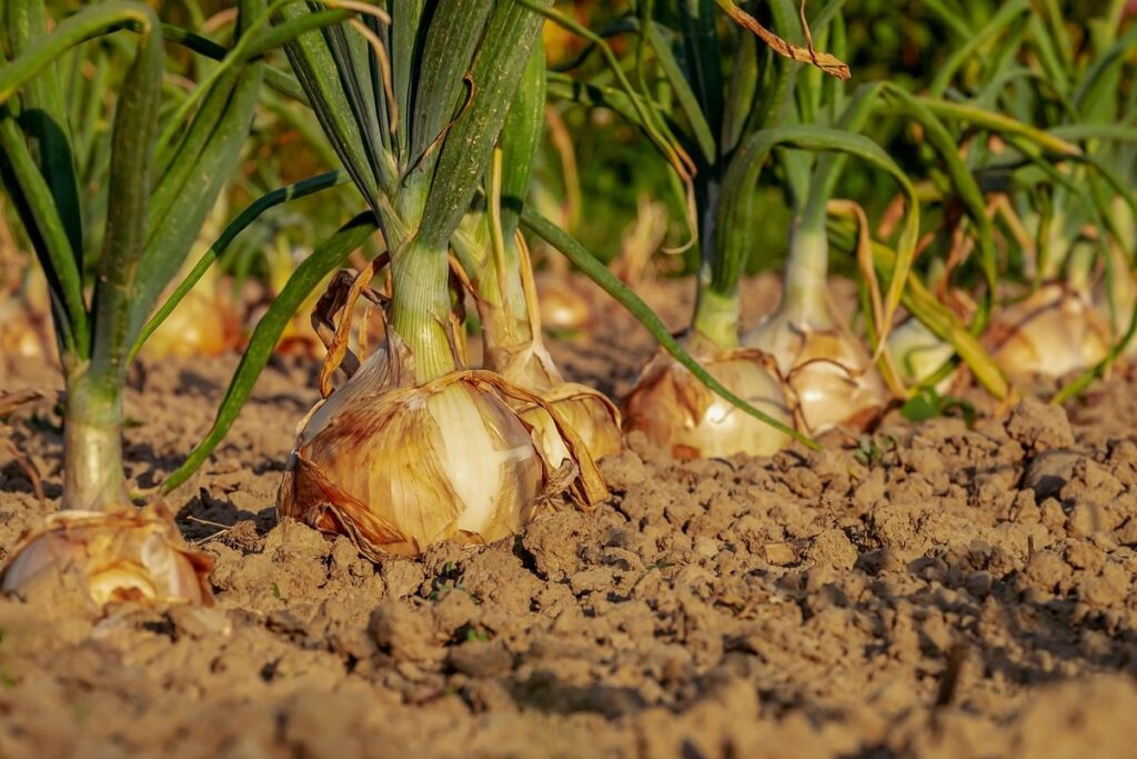 onion perennial