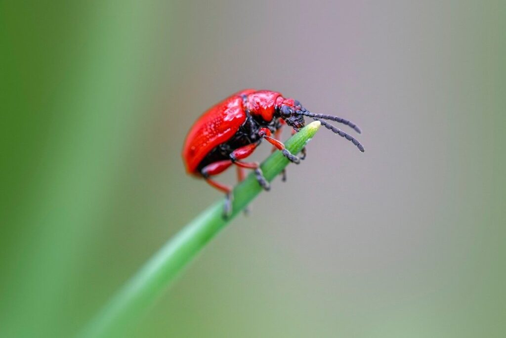 organic pest control methods