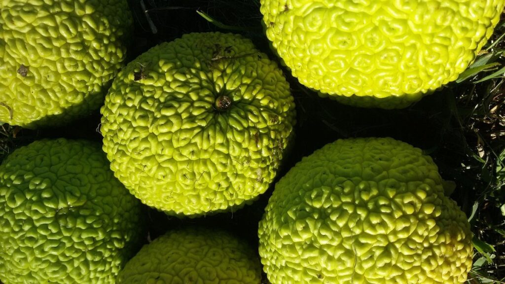 osage orange fruit edible
