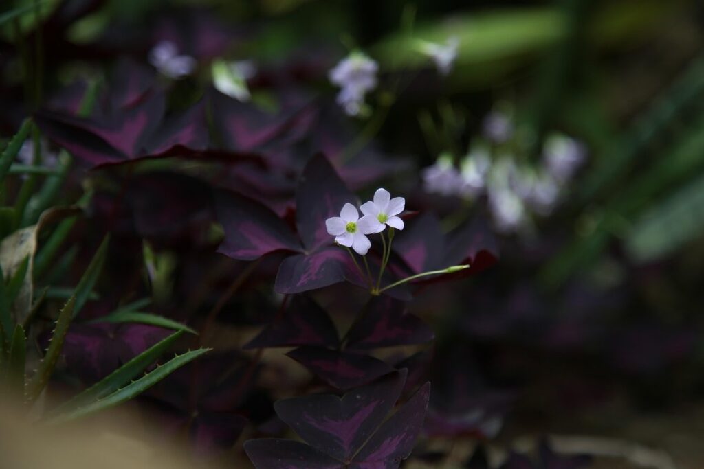 oxalis love plant propagation