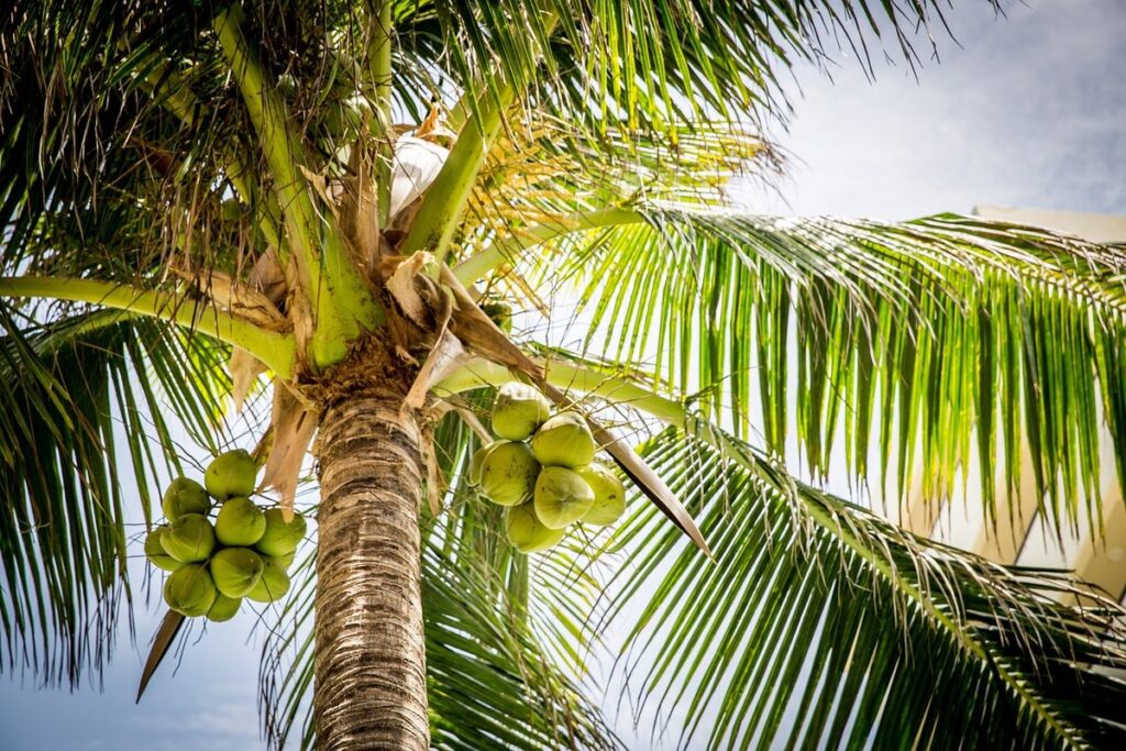 how to grow palms