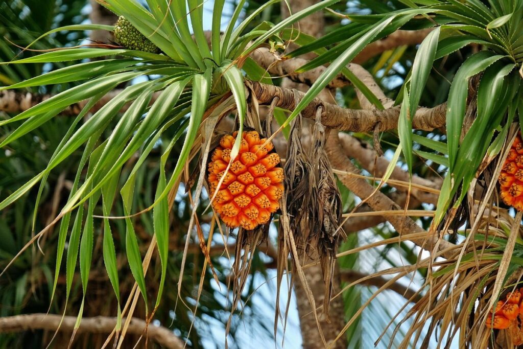 pandan planting