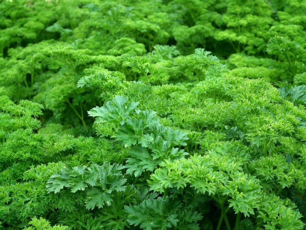 parsley bush