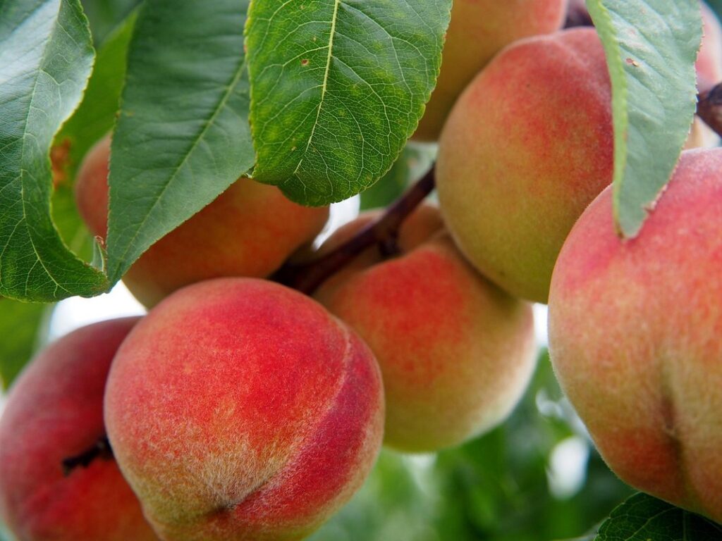 curl leaf peach tree