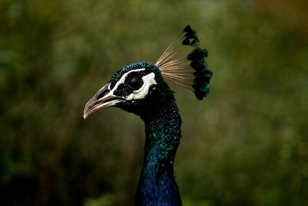 raising peafowl for garden aesthetics