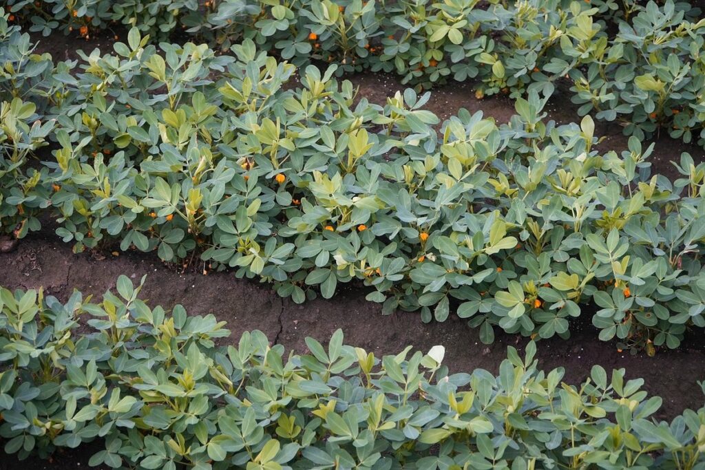 Peanut farming