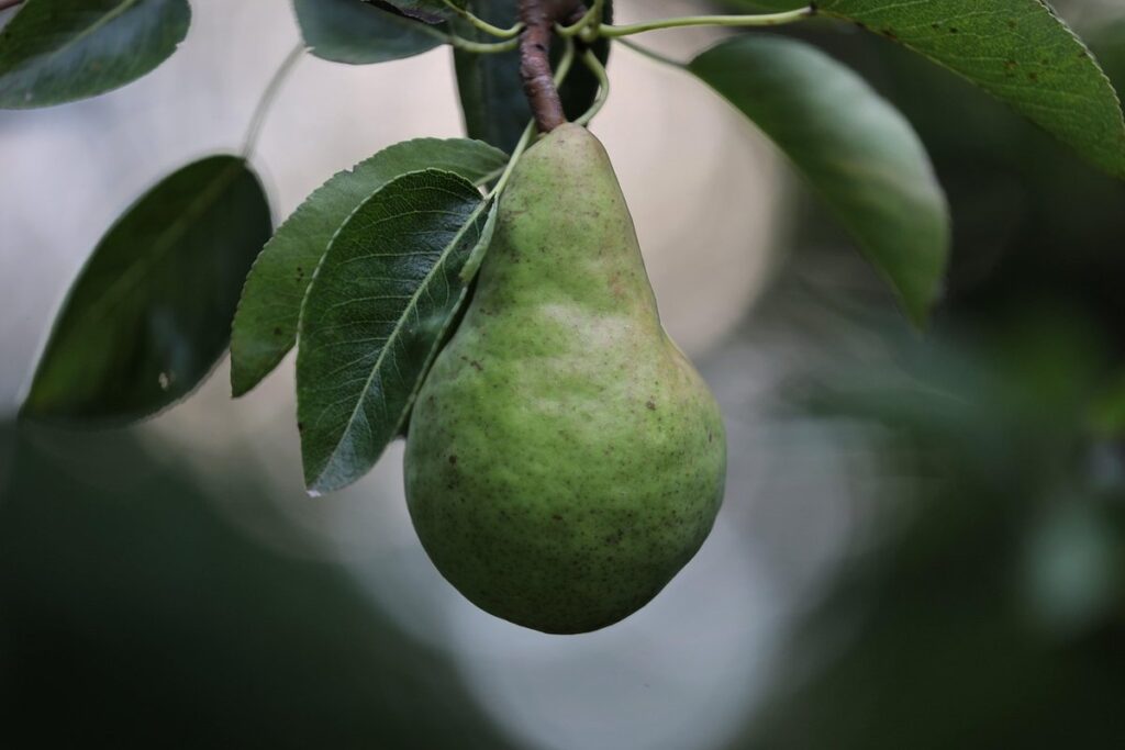 pruning pear trees diagram