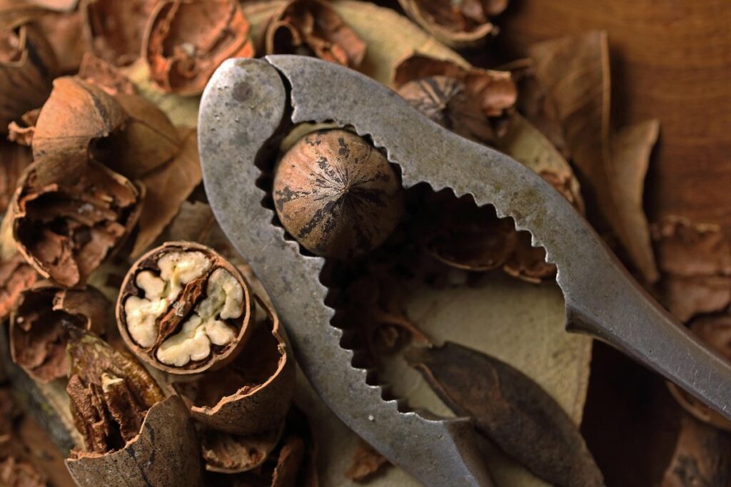 how to grow a pecan tree from a nut