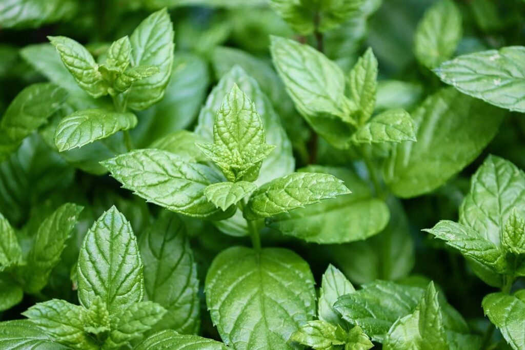peppermint oil as a garden pest repellent