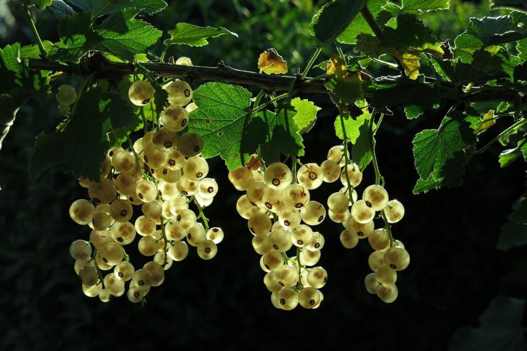 perennial edibles