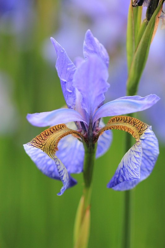 perennial garden vegetables